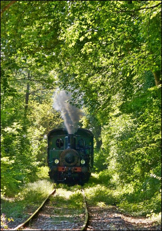 . Museumsbahn Train 1900 - Der Dampfzug k�mpft sich durch die Vegetation in der N�he von der Kreuzungsstelle Fuussb�sch auf ihrer Fahrt von P�tange nach Fond de Gras. 02.06.2013 (Jeanny)

Noch einige Informationen zur Dampflok: 
Hersteller: Hannoversche Maschinenfabrik - Georg Egestroff (sp�tere HANOMAG) 
Fabriknummer: 3431
Baujahr: 1899
Typ: (020 T) B2nt
Herkunft: ARBED-Differdange

Da sie im Jahr 1900 nach Luxemburg und nach ihrer aktiven Zeit in der ARBED H�tte in Differdange im Jahre 1973 als erste Dampflok zum Verein AMTF kam, war sie im Grunde die Namensgeberin der Museumsbahn Train 1900.
