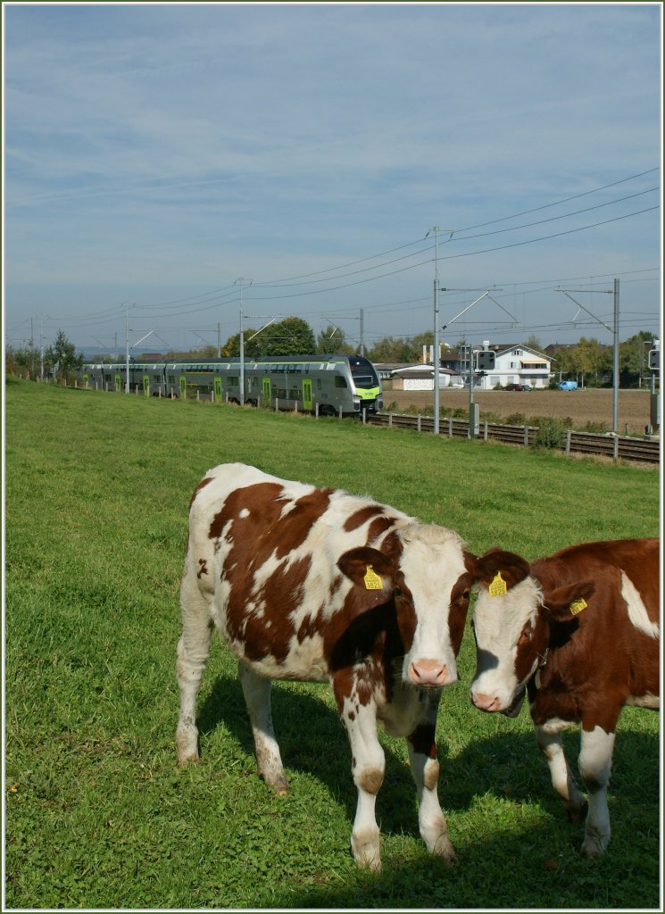 Linsenputzer N� 1825 und 0413 und ein  Mutz  im Hintergrund.
Bei Kersatz, den 5. Okt. 2012