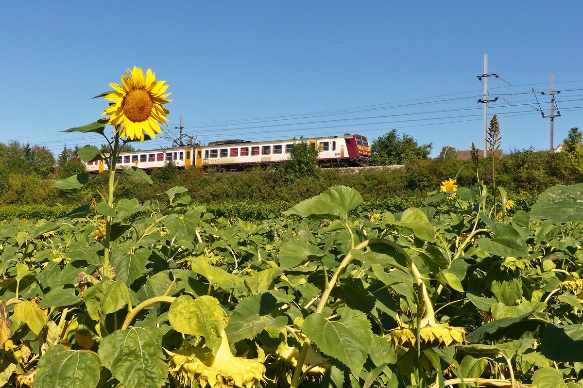 . Ein Sonnenblumenfeld in Mertert - Endlich habe ich ein Sonnenblumenfeld an der Bahnstrecke entdeckt und konnte den Z 2014 dort ablichten. Der Zug kommt aus Luxemburg Stadt und f�hrt in Richtung Wasserbillig. Mertert, den 27.09.2015 (Jeanny)