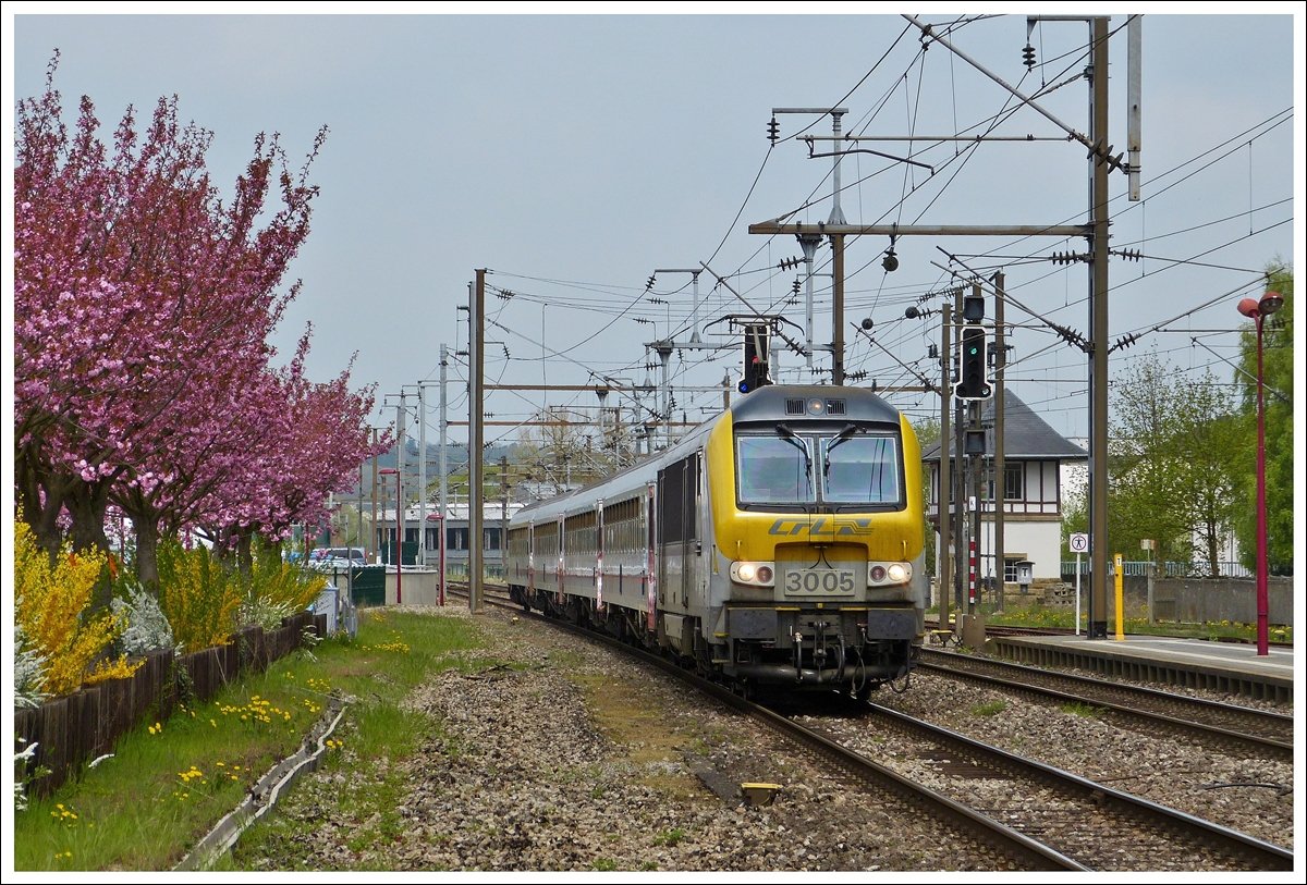 . Jahresr�ckblick 2013 - Die 3005 zieht am 03.05.2013 den IR 115 Liers - Luxembourg an den bl�henden B�umen und Hecken vorbei in den Bahnhof von Mersch ein. (Jeanny)

Einige Wochen sp�ter wurde ein Kiosk zwischen den B�umen und dem Bahnsteig gebaut, sodass diese tolle Aussicht auf das Gleisvorfeld in Mersch nicht mehr m�glich ist.