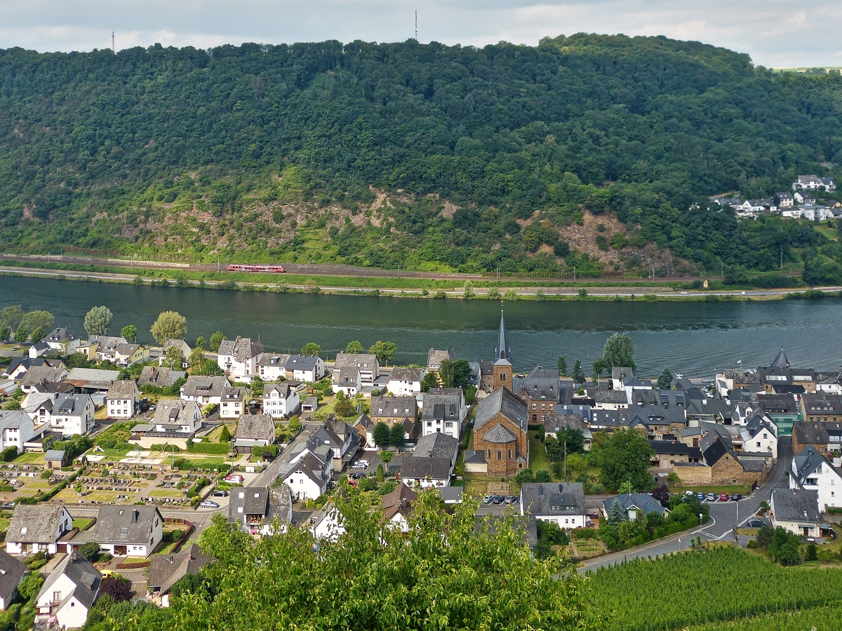 . Spot an f�r den Baby Hamster auf der Moselstrecke zwischen L�f und Kattenes - Etwas unterhalb der Burg Thurand hat man eine wundersch�ne Aussicht auf den Moselort Alken und die Moselstrecke. 21.06.2014 (Jeanny)