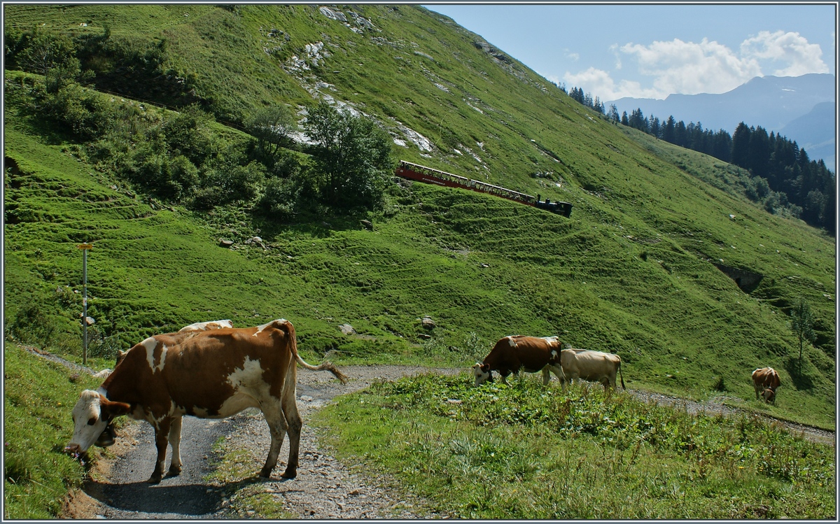 Der erste Linsenputzer wollte unbedingt auch noch auf's Bild so das ich kurzfristig meinen Standort �ndern musste und beinahe den Zug verpasste.
(30.
08.2013)