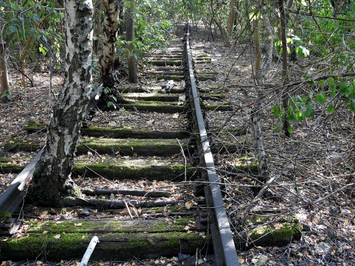 Die Natur erobert sich ihren Bestand im Naturpark Südgelände Berlin, ehemals Verschiebebahnhof Tempelhof zurück. Überwachsene Gleise am 05.09.2018.