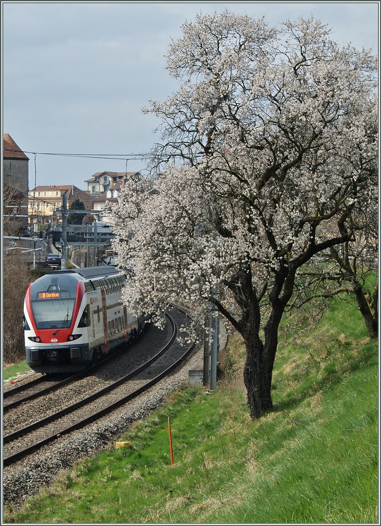 Ein Hauch Frühling im Lavaux. 
Der SBB RABe 511 113 bei Rivaz. 
22. März 2015