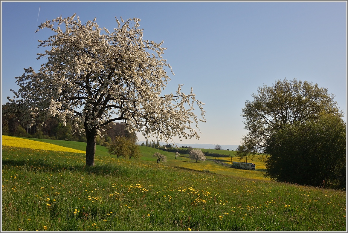 Ein Suchzugbild im Frühling bei Apples: Der BAM Regionalzug aus L'Isle erreicht in kürze den Bahnhof Apples.
(14.04.2017)