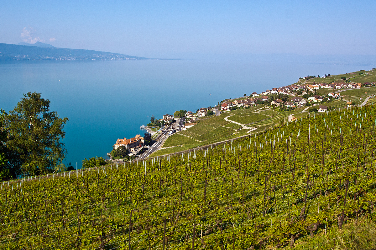 
Ein Zugsuchbild...
Ein Blick aus den Weinbergen des Lavaux auf den Genfersee´am 28.056.2012, unten im Bahnhof Rivaz steht gerade ein Stadler FLRIT.