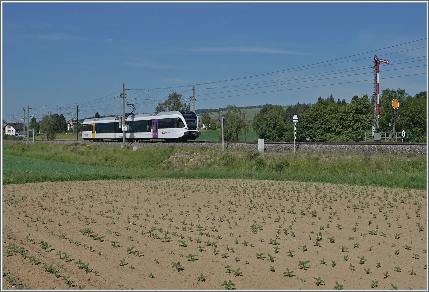 Ein SBB THRBO GTW RABe 526 fährt bei Wilchingen Hallau auf der Fahrt von Erzingen nach Schaffhausen durch das Klettgau.

15. Mai 2022