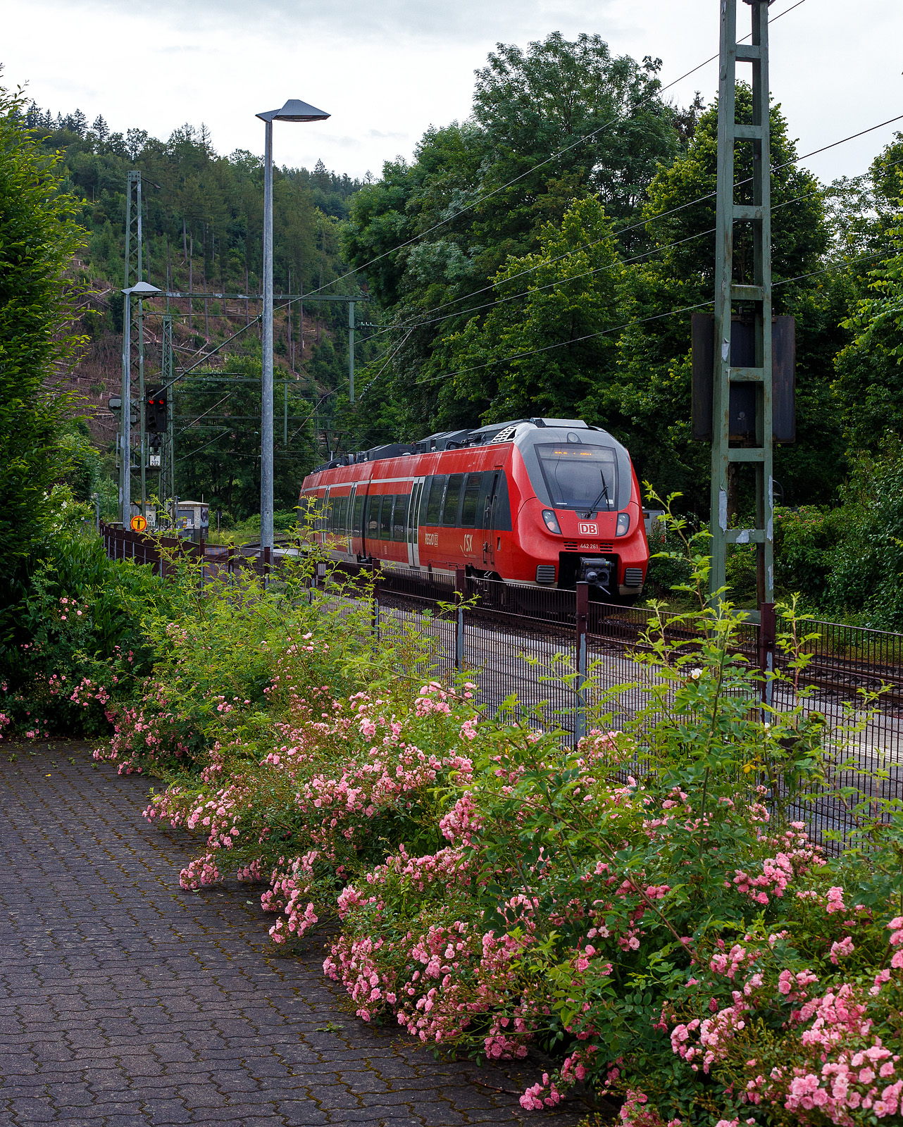 Mal ein etwas anderes Bahnbild mit Buschrosen vor dem Motiv.
Wieder auf Dienst-/Leerfahrt von Siegen nach Aachen, die beiden gekuppelten vierteiligen Talent 2 der DB Regio NRW 442 258 / 442 758 und 442 761 / 442 261 durchfahren am 21 Juni 2024 den Bahnhof Kirchen/Sieg.
