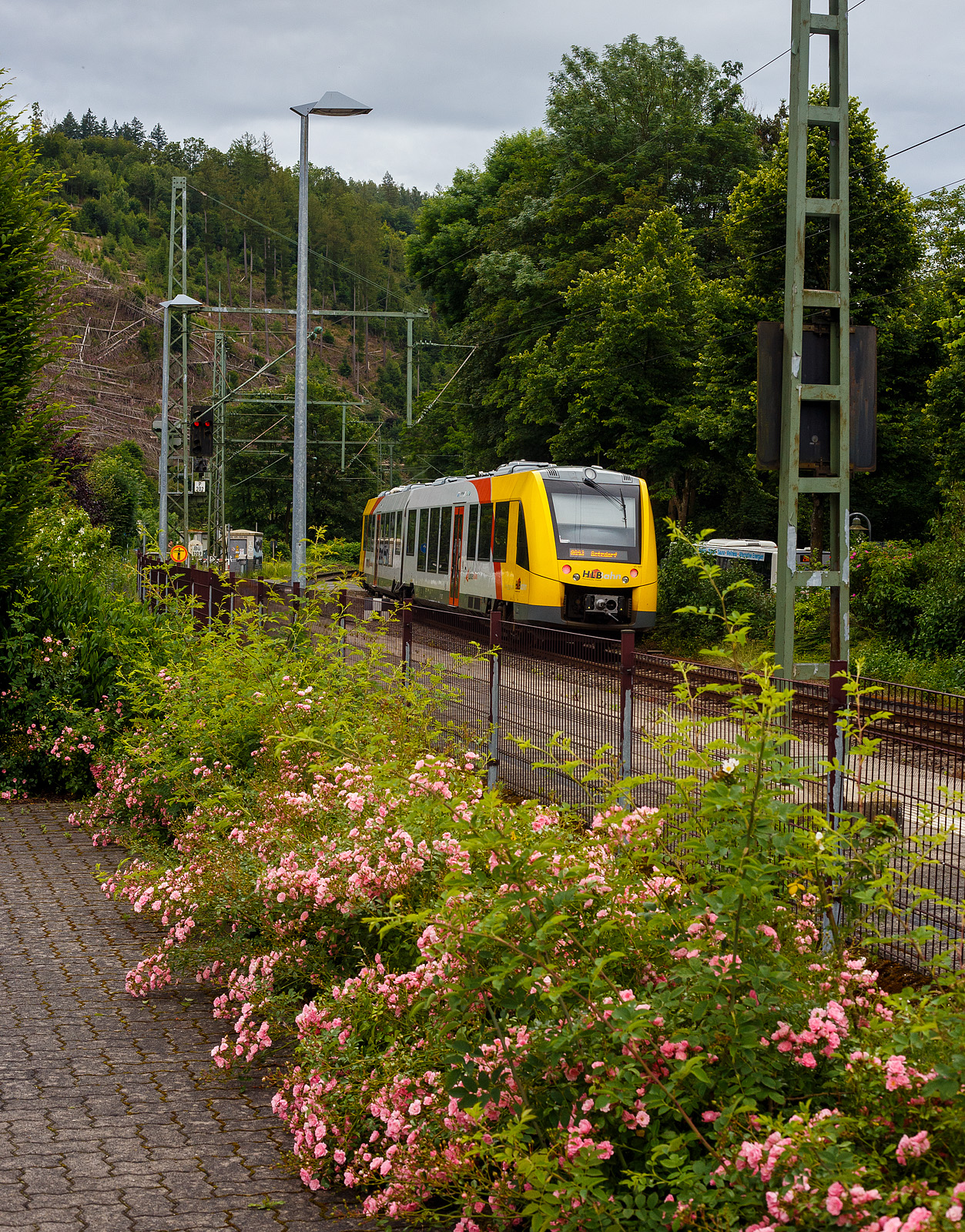 Mal ein etwas anderes Bahnbild mit Buschrosen vor dem Motiv.
Der Verbrennungstriebwagen VT 507 (95 80 1648 107-8 D-HEB / 95 80 1648 607-7 D-HEB), ein Alstom Coradia LINT 41 der neuen Generation, der HLB (Hessische Landesbahn GmbH) verlässt, als RB 93  Rothaarbahn  (Bad Berleburg - Kreuztal - Siegen – Betzdorf), am 21 Juni 2024 den Bahnhof Kirchen/Sieg, nächster Halt Betzdorf/Sieg. 

Der Alstom Coradia LINT 41 wurde 2015 von Alstom in Salzgitter unter der Fabriknummer D041418-007 gebaut und an die HLB (BW Siegen) geliefert. Das Abnahmedatum war der 14.07.2015. Am 23. Dezember 2022 wurde der Triebzug durch einen Felssturz bei Herdorf (beim Hp Königsstollen) an einem End-Drehgestell beschädigt und entgleiste (an mit diesem Drehgestell). 
