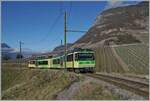 Der TPC AOMC ASD Beh 4/8 591 ist in den Weinbergen oberhalb von Aigle auf dem Weg nach Les Diablerets.